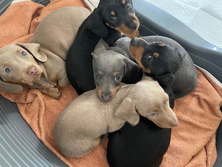 Miniature Dachshund Puppies - Stunning Litter