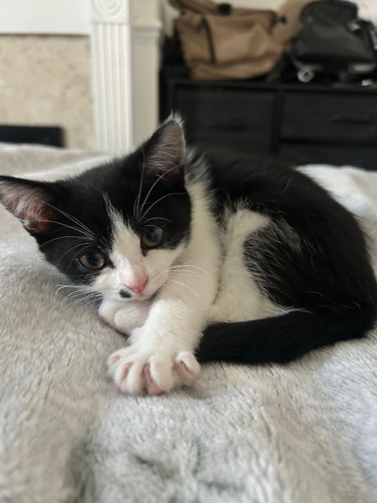 Adorable British Shorthair Cross Female Kitten 