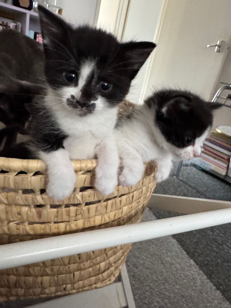 Lovely kittens 