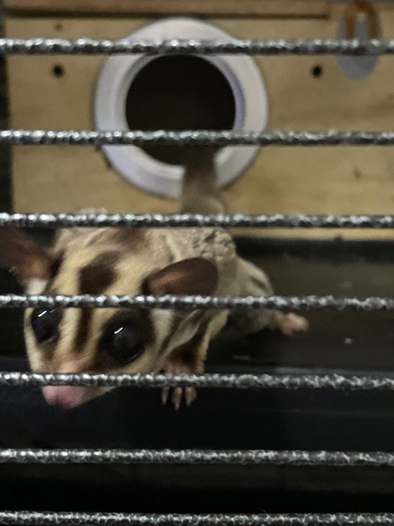 Sugar gliders 2 girls 3yrs and one boy 1 1/2yrs