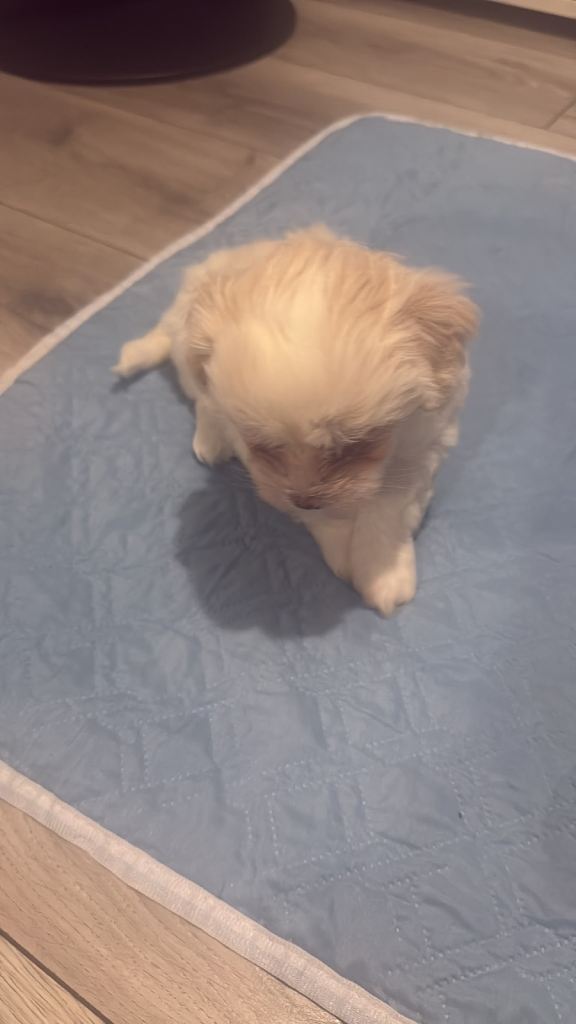 Female bichon frise quick sale