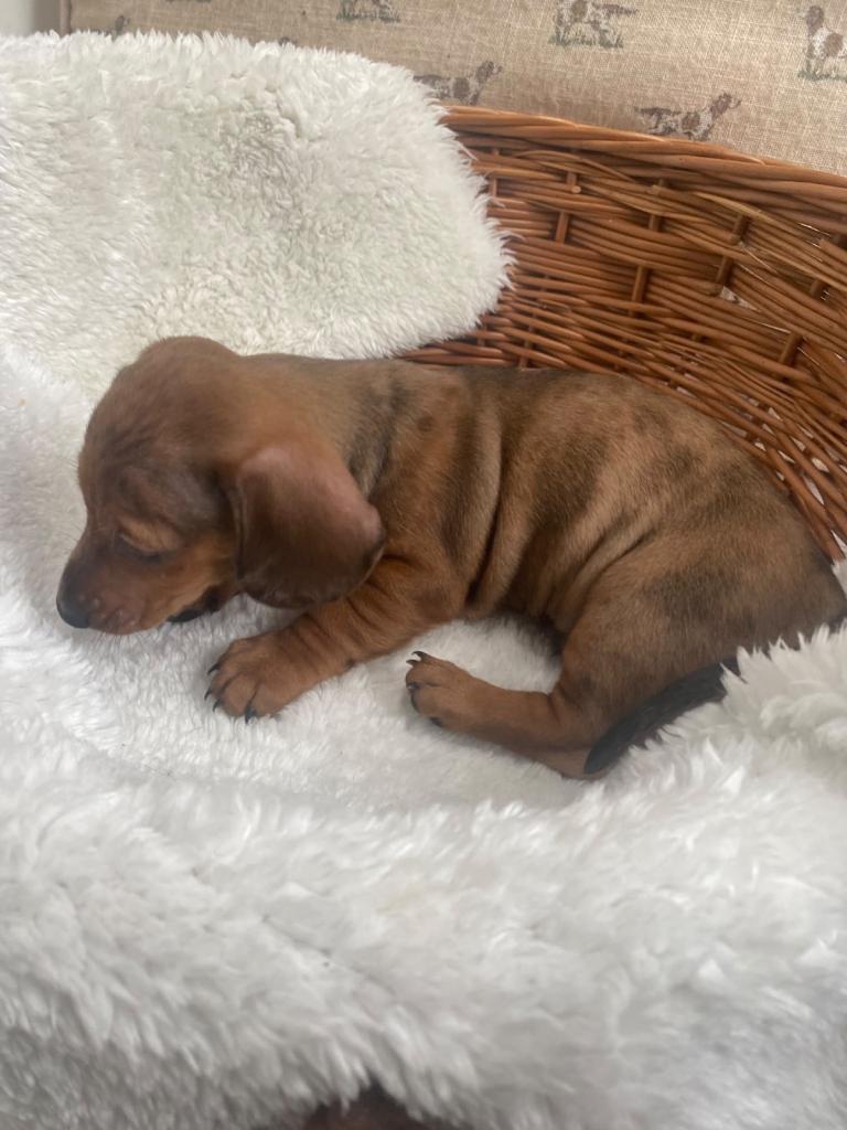 Beautiful miniature dappled dachshund puppies 