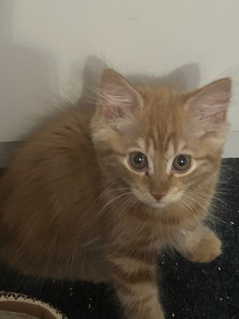 Kittens for sale