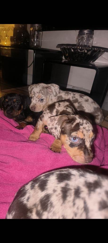 Beautiful Staffhounds 