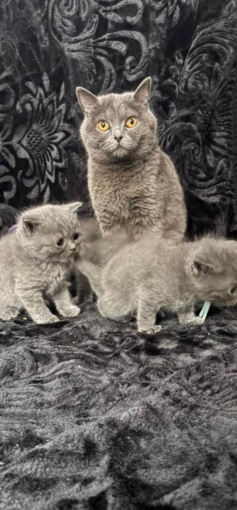 British shorthair kittens for sale x4 
