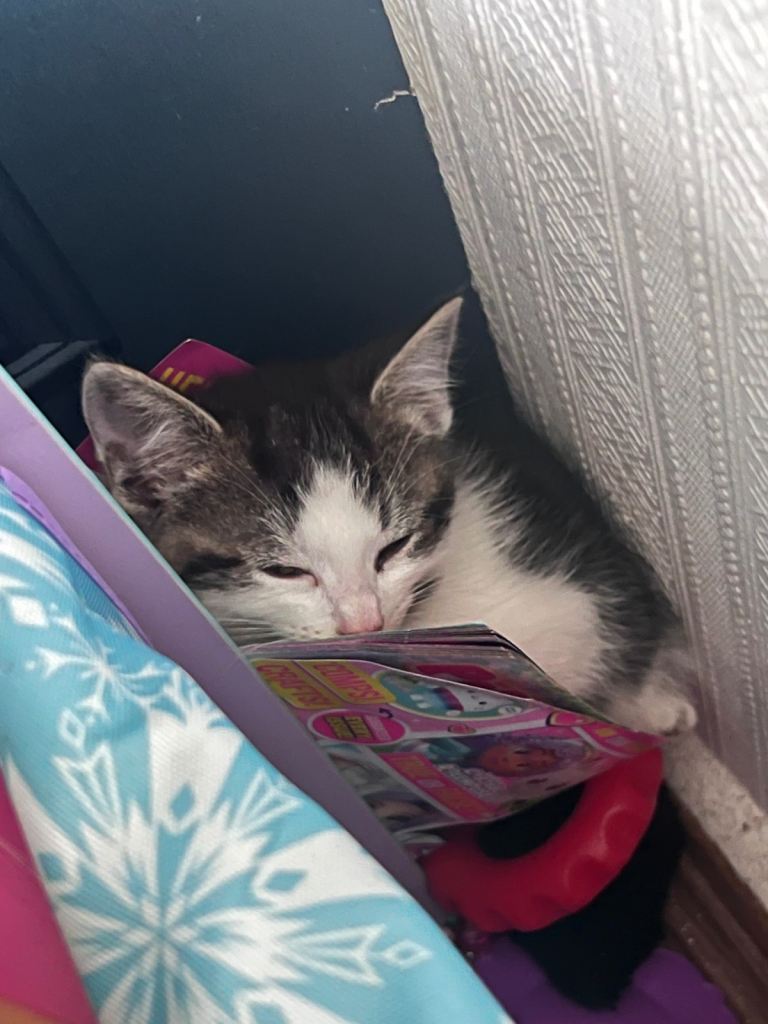 Kittens for sale