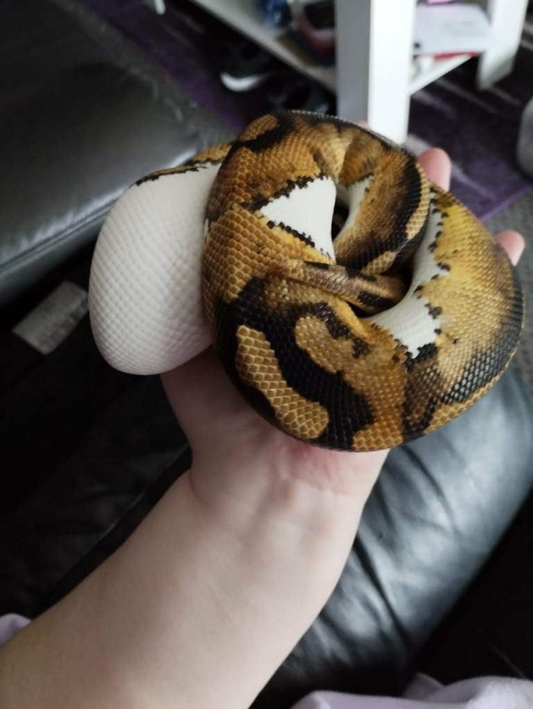 piebald royal python