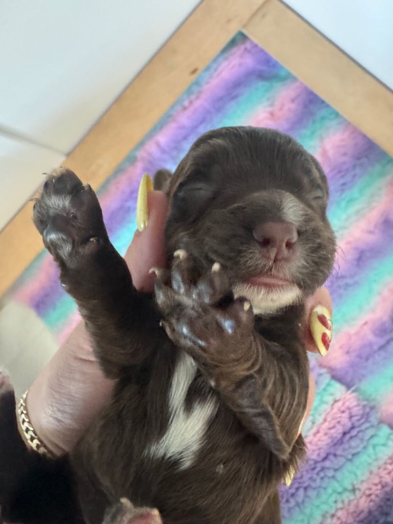 Sprocker puppies 