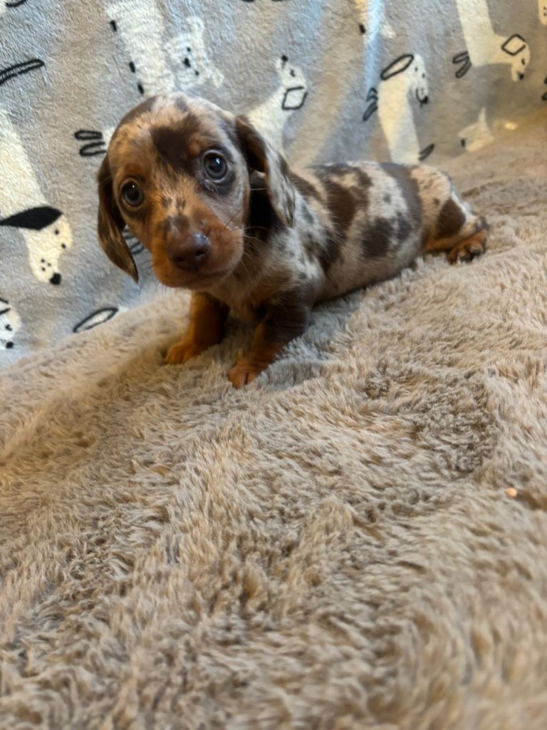 Dachshund puppies 