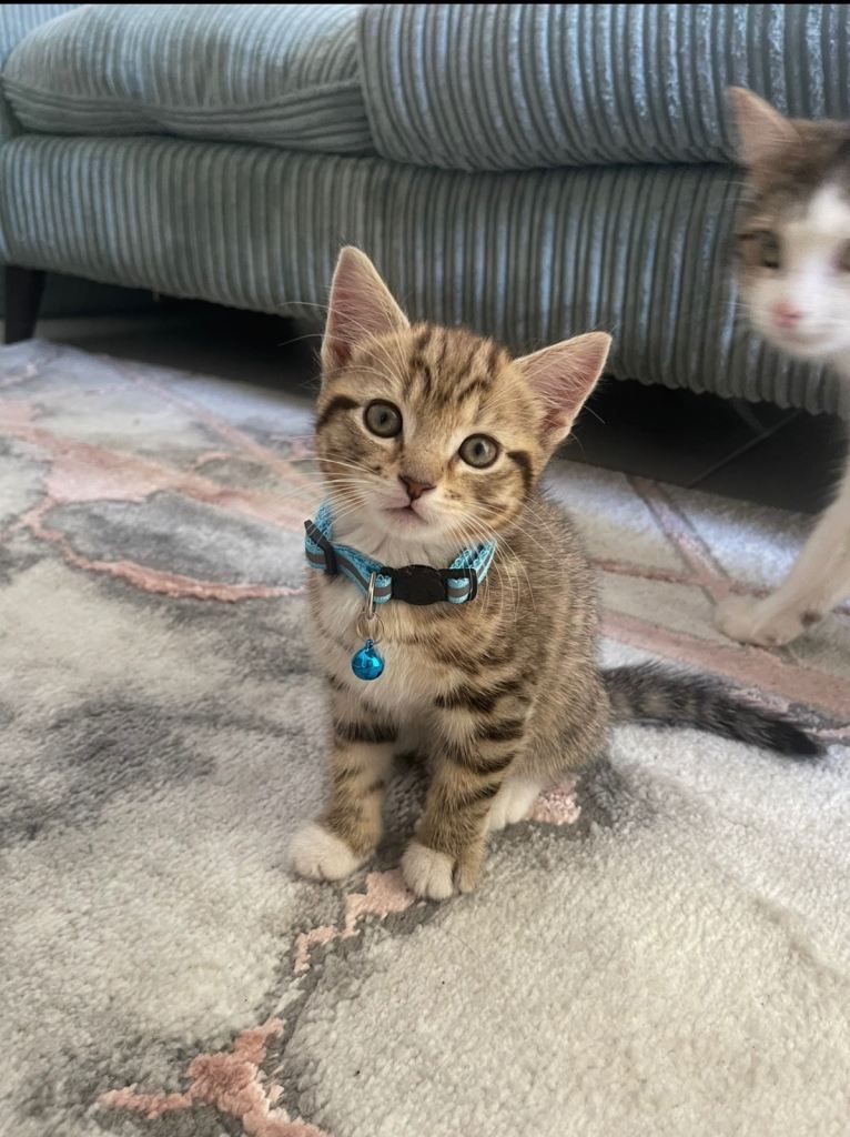 🐾 Adorable Fluffy Kittens 🐾