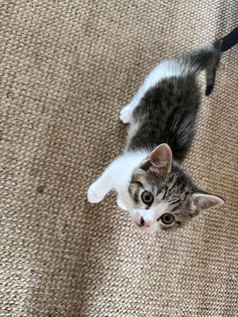 ABSOLUTELY ADORABLE CALICO KITTEN