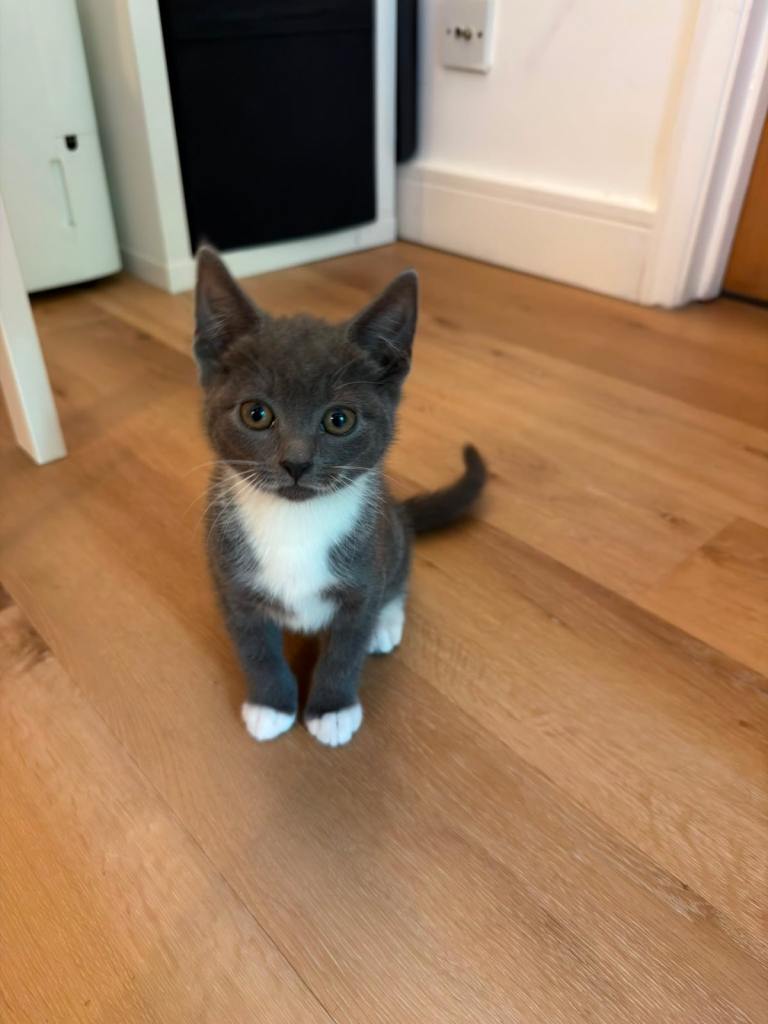 Beautiful Female Kitten Looking for Her Forever Home 🐾