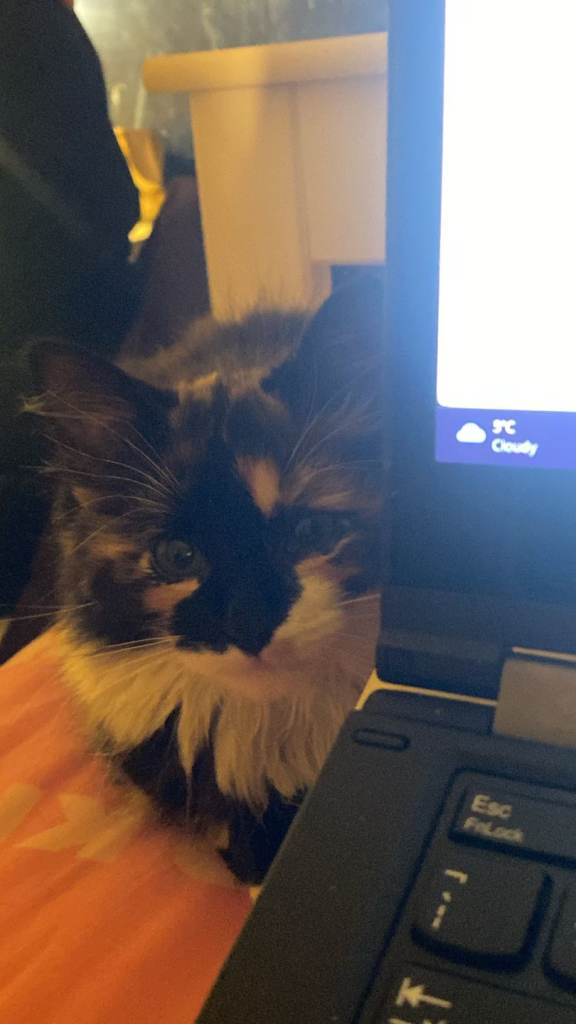 Calico Cat, 1 year old, female, spayed and vaccinated. 