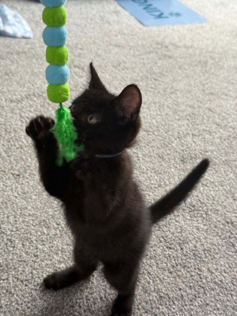 Domestic short hair kitten mixed breed 