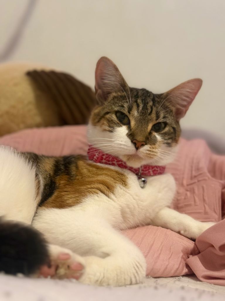 Lovely Calico Cat Seeking a Forever Home