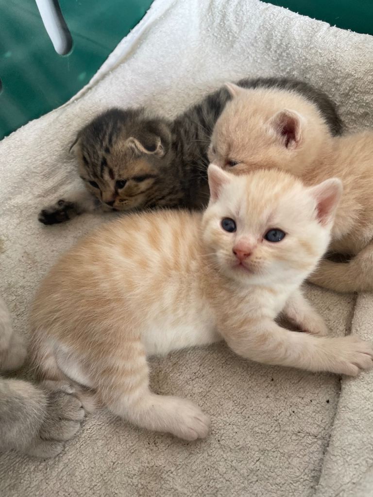 British shorthair kittens for sale 