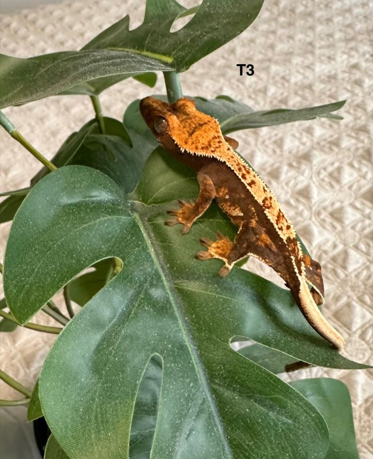 Baby Crested Geckos