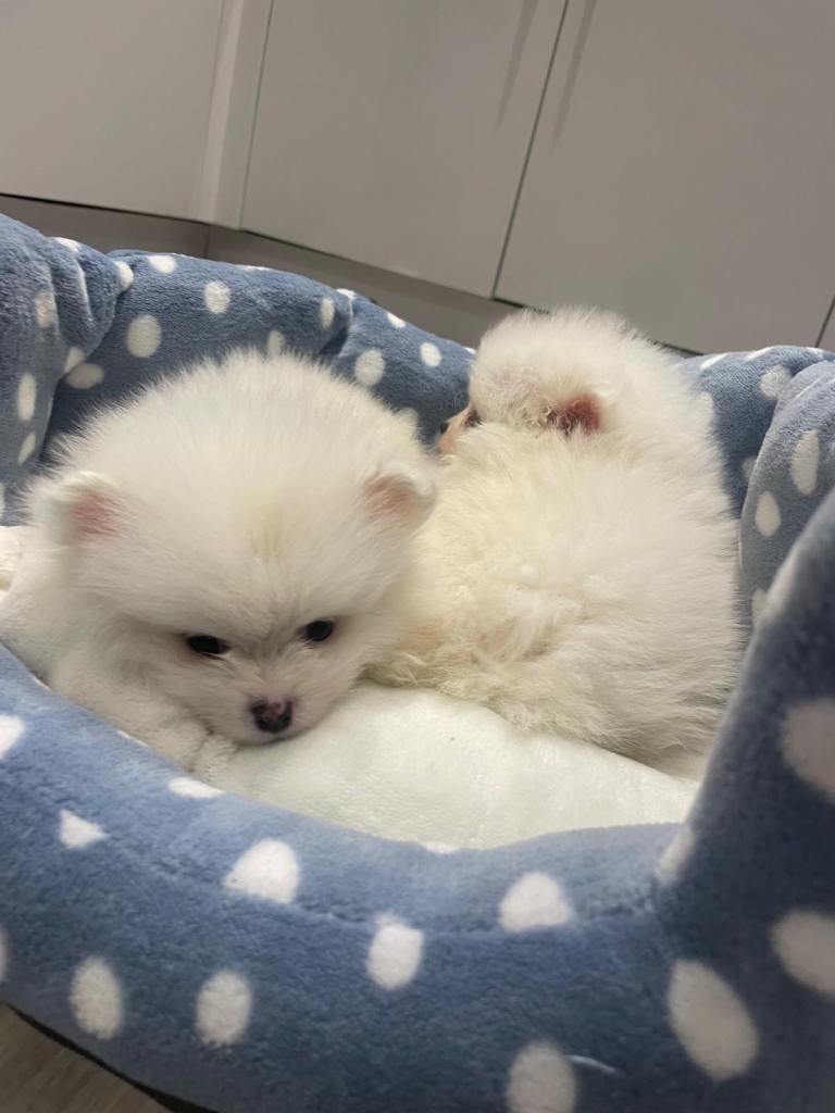 Gorgeous Pomeranian puppies for sale 