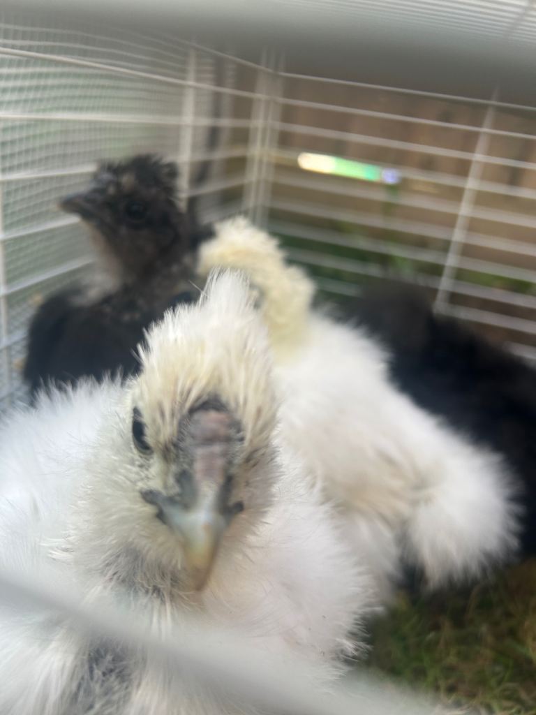 Sweet Silkie Looking for Pet-Only Home 🌸