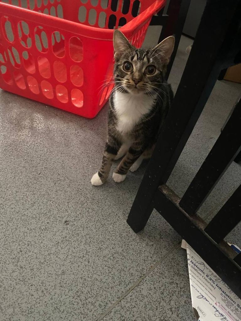 Cute tabby for loving home