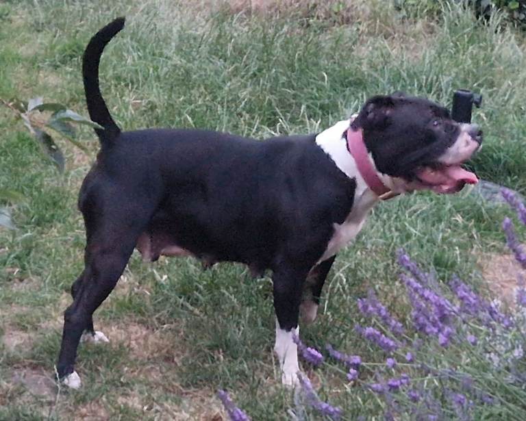 7 Beautiful Long-legged Staffie Puppies