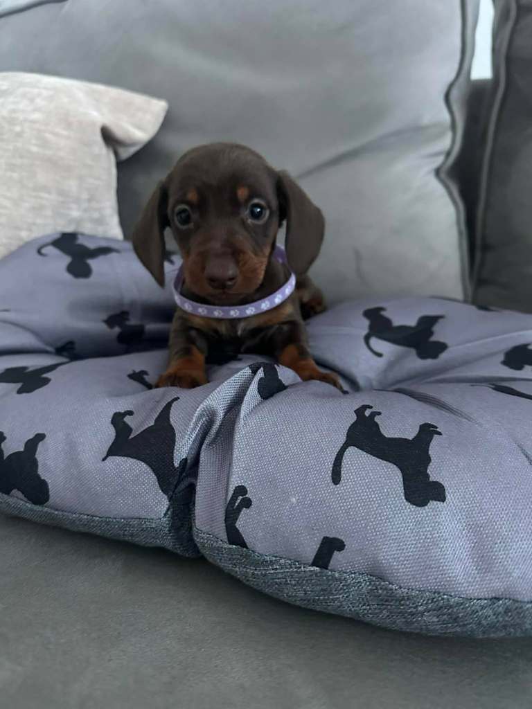 Miniature daxie pups  only 1 left. 