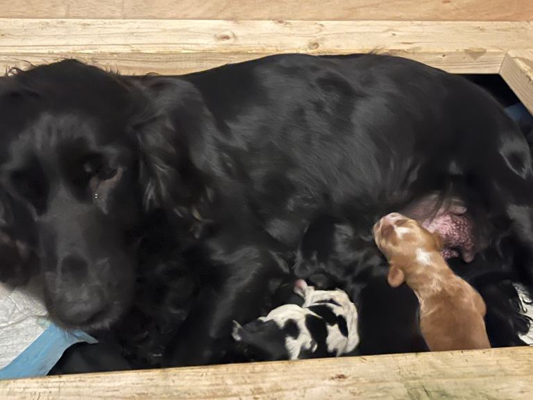 3x Boy Cocker spaniels need forever homes
