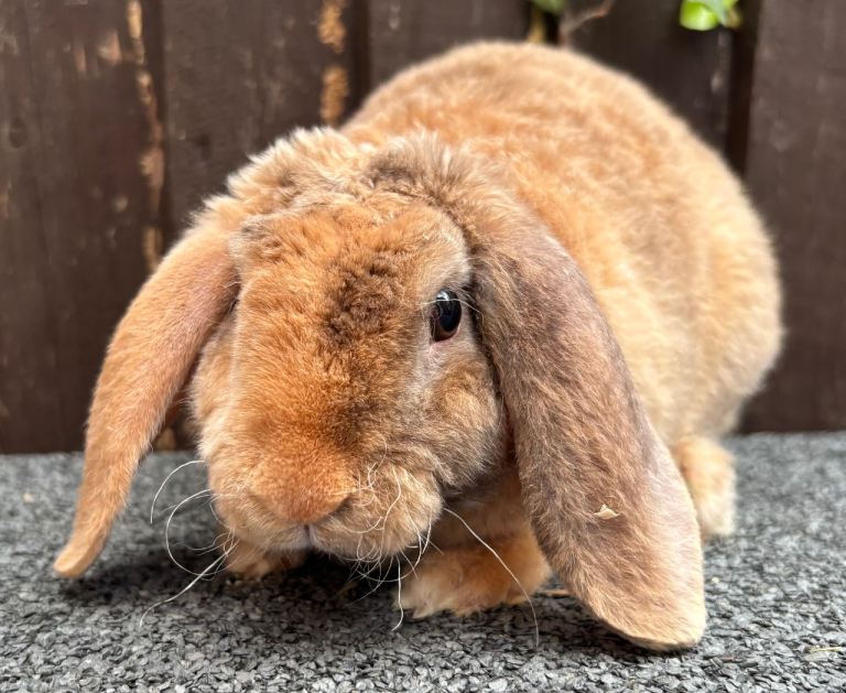 Mini Plush Lops - hypoallergenic 