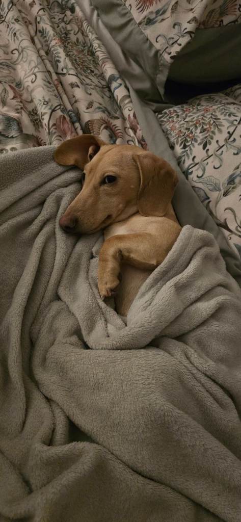11 month mini dachshund 