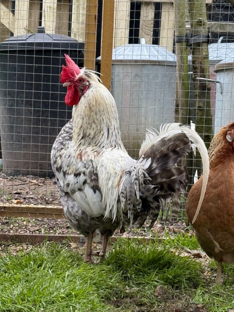 Handsome Cockerel needs a new loving home