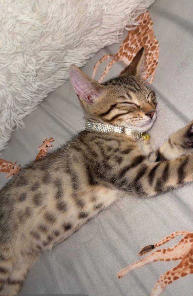 Bengal kitten for sale 