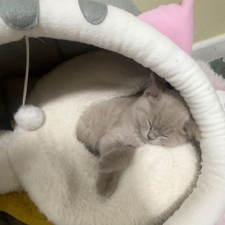 British short hair cat