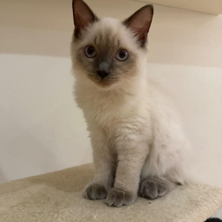 Ragdoll Kittens- must go 
