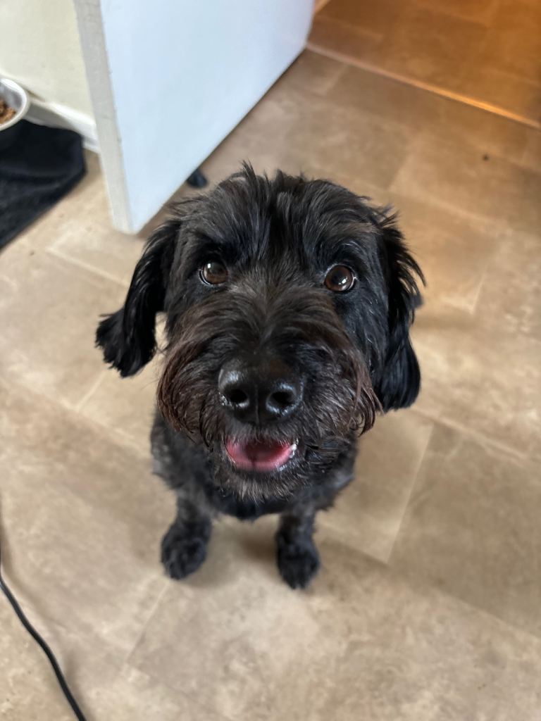 Schnauzer mix for adoption 