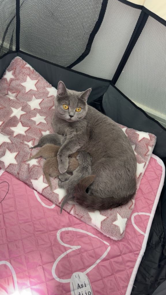 3 female British Shorthairs for sale 
