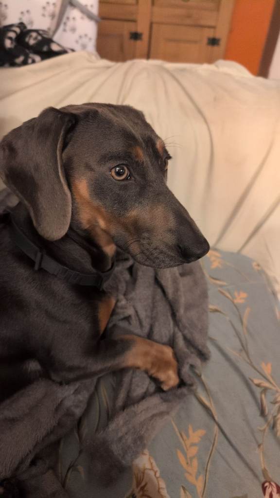 Male Dachshund dog with black and tan markings