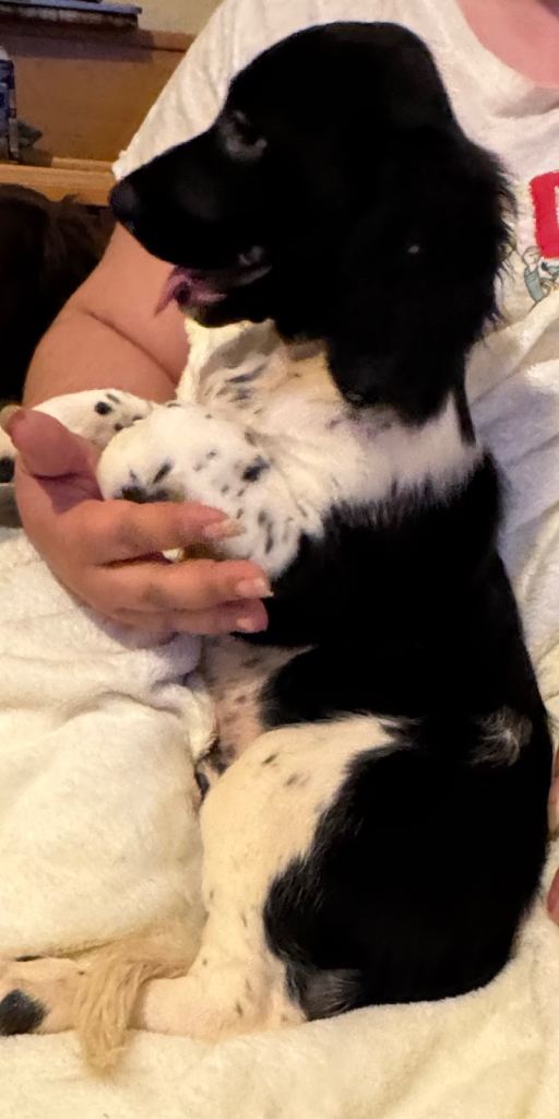 English springer spaniel puppies