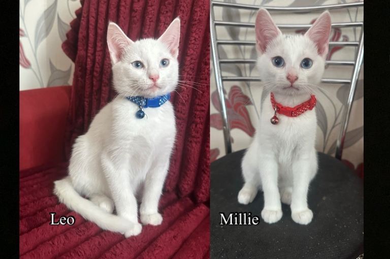 White Kittens