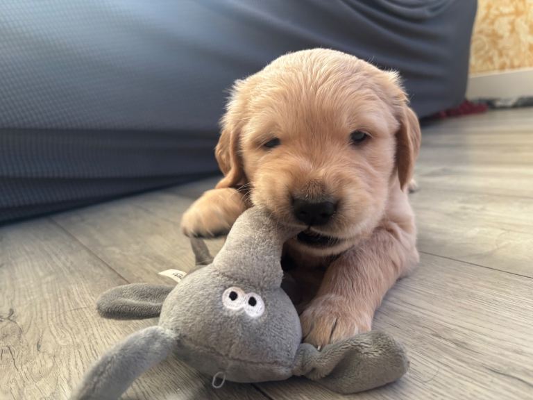 KC registered golden retriever puppies