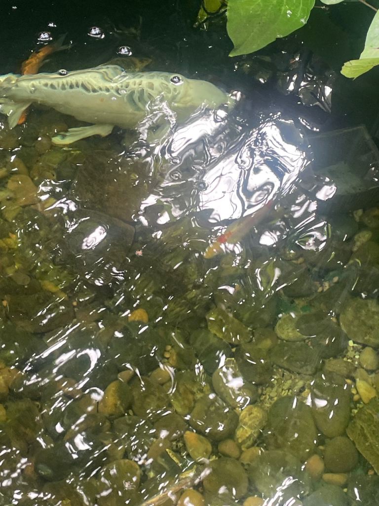 Job lot pond fish included koi 