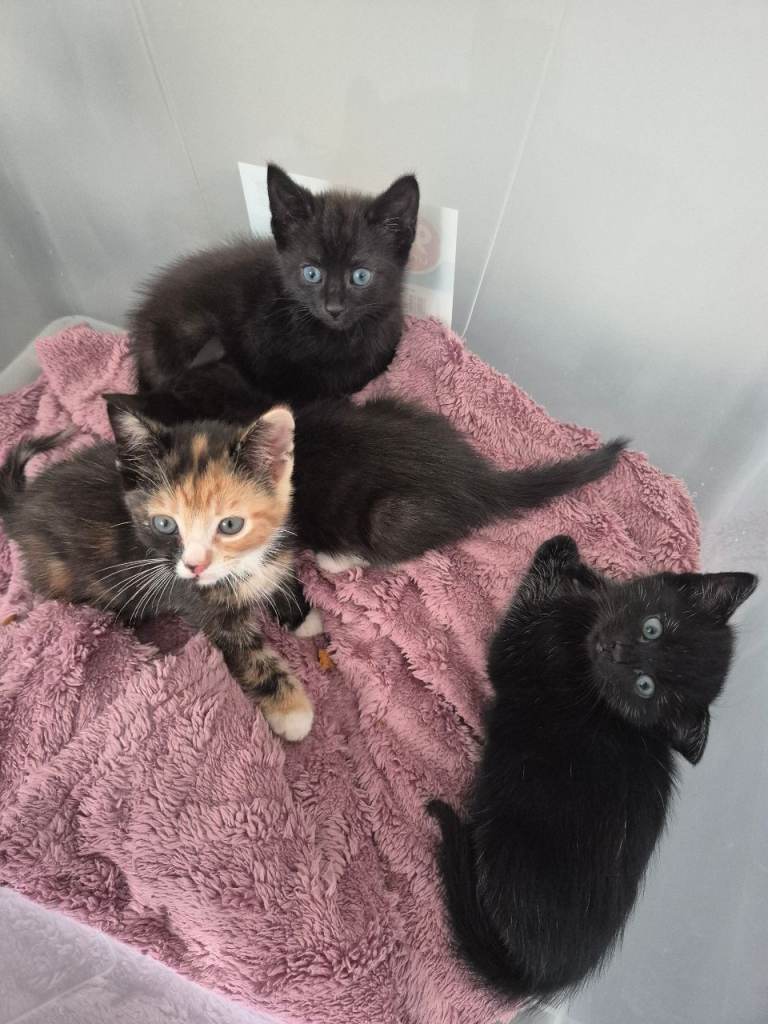 For sale 4 lovely kittens ready for a new home.
