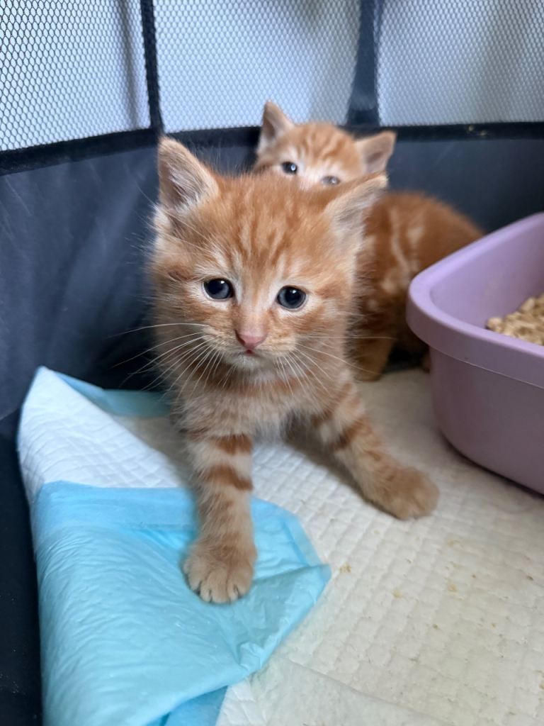 Ginger kittens 