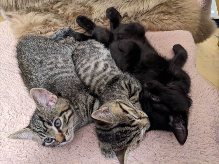 Three little kittens are looking for a new home