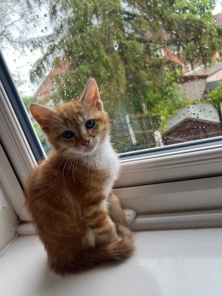 Adorable Ginger & White Kitten Looking for a Loving Home