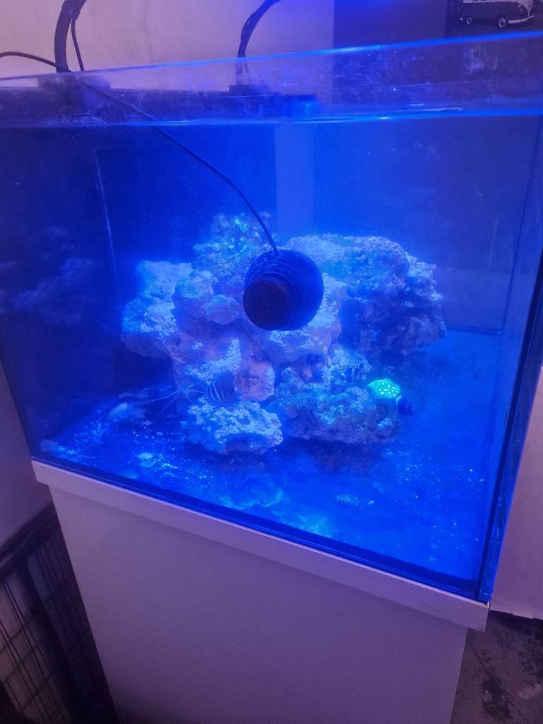 Marine fish and live rock bundle