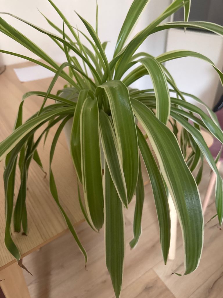 Plant