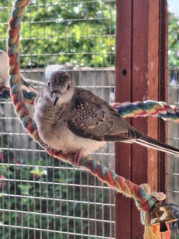 Pied Dove ready.