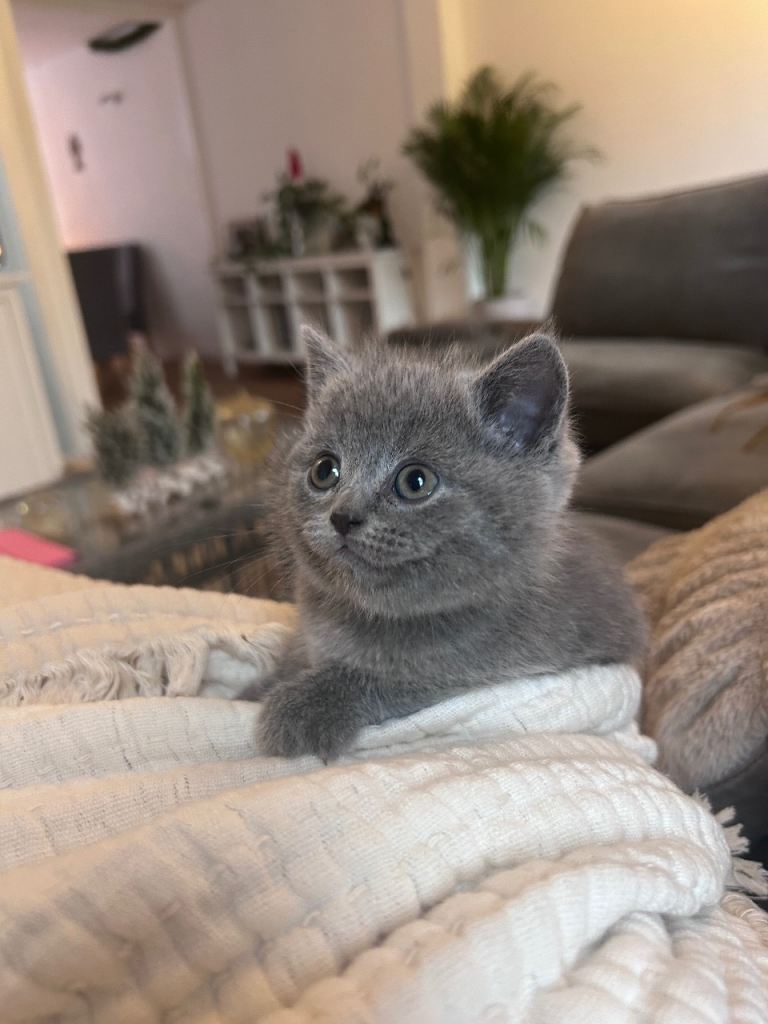 Pedigree British shorthair kitten 