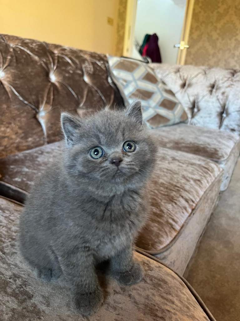 TICA Registered Full Pedigree British Shorthair 