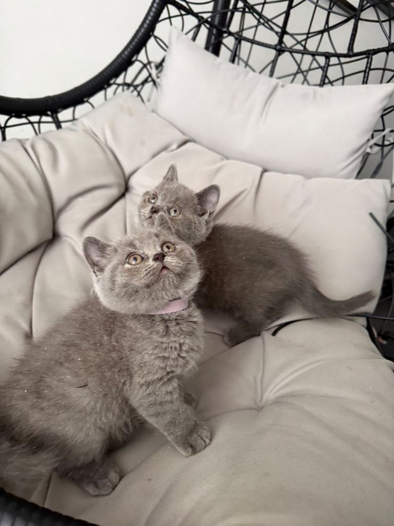 Pure British blue boys 